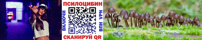 Псилоцибиновые грибы Psilocybe  МЕГА зеркало  Новочеркасск 